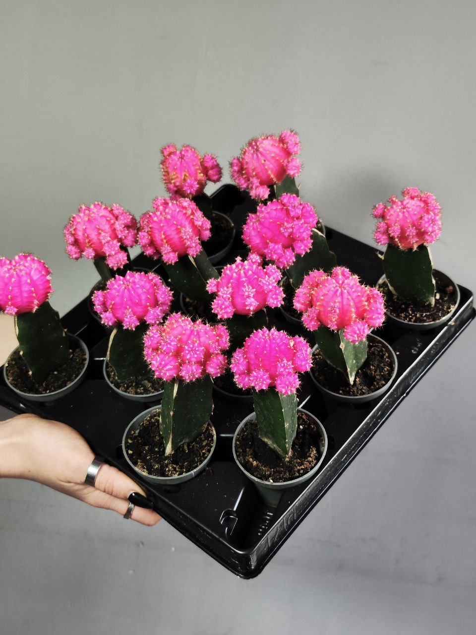 Кактус Гимнокалициум Михановича Розовый (Gymnocalycium Mihanovichii Pink) D5см