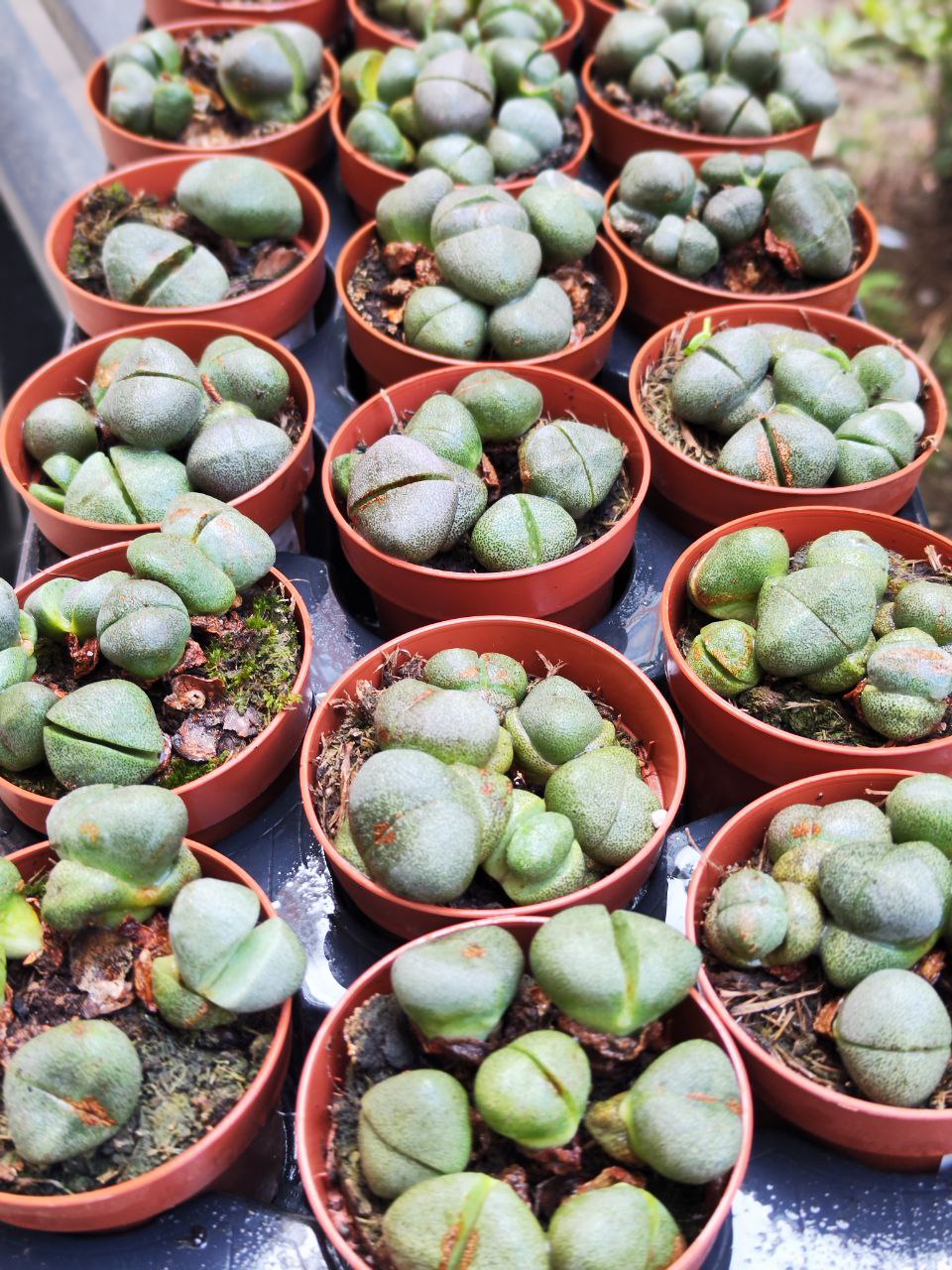 Плейоспилос Нелли Грин уцен. (Pleiospilos Nelii Green) D8,5см
