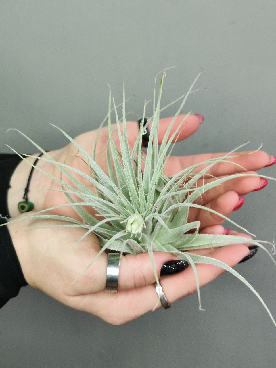 Тилландсия Гарденера (Tillandsia Gardneri)
