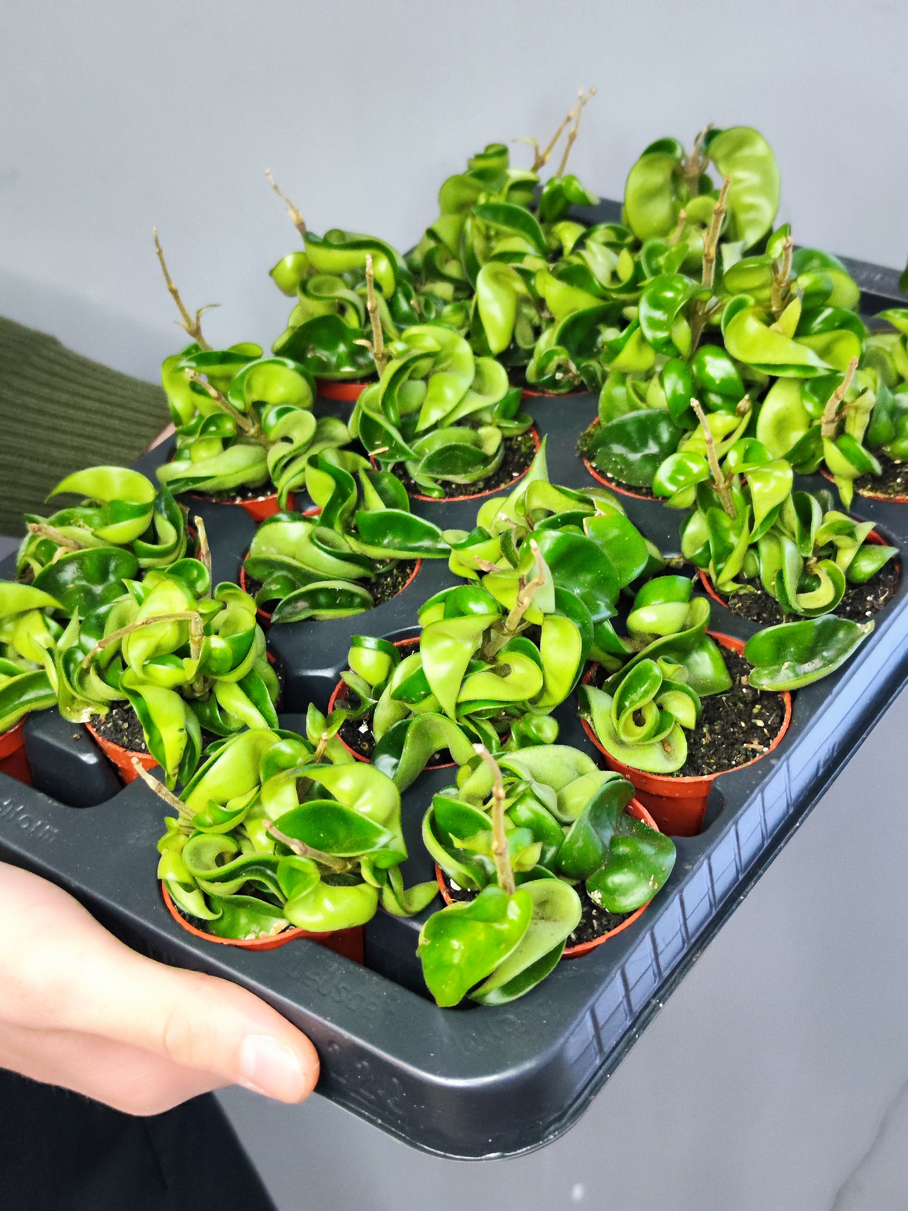 Хойя Карноза Компакта Грин (Hoya Carnosa Compacta Green) D6см