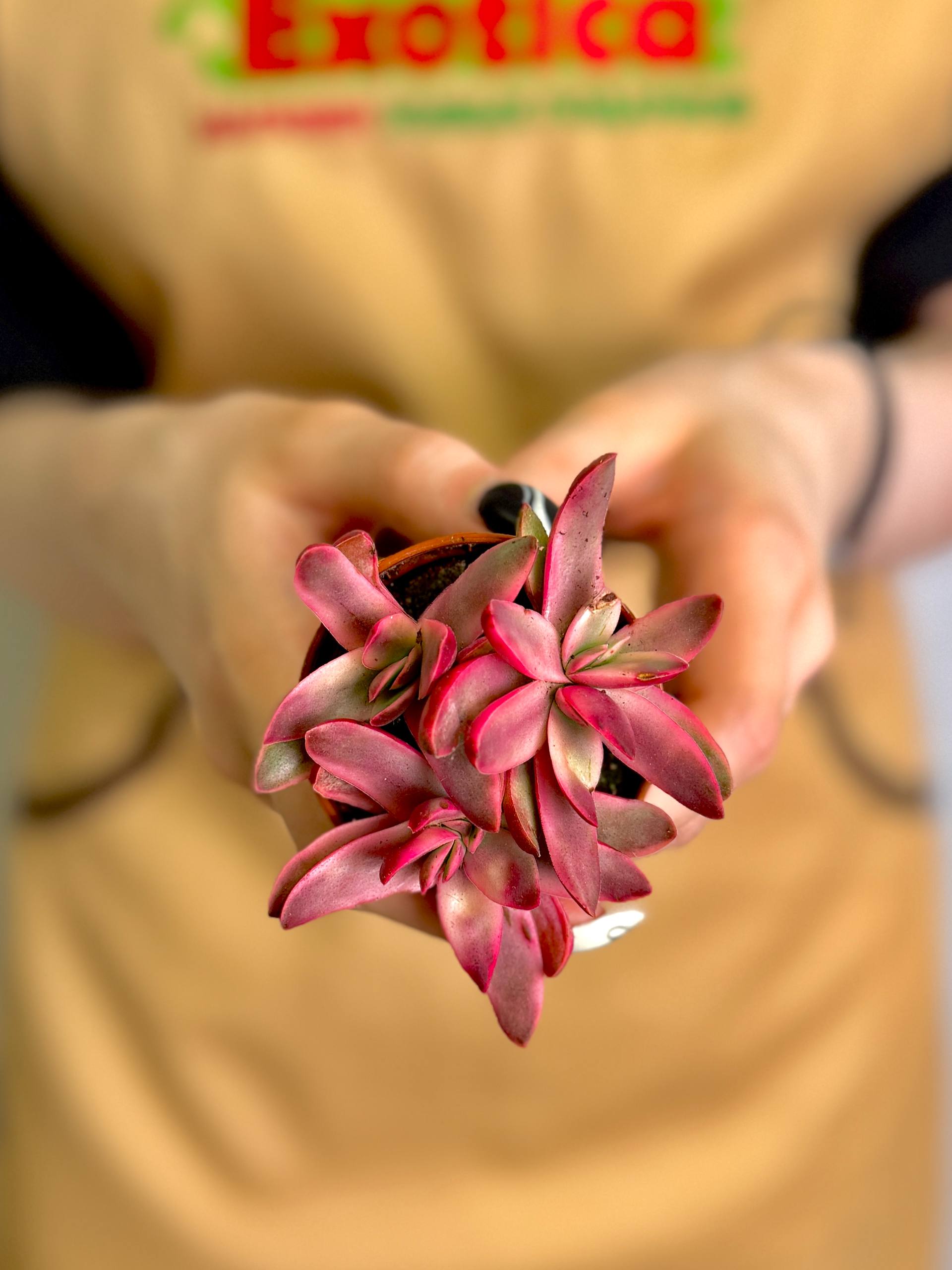 Крассула Рубрикаулис (Crassula Rubricaulis) D5см