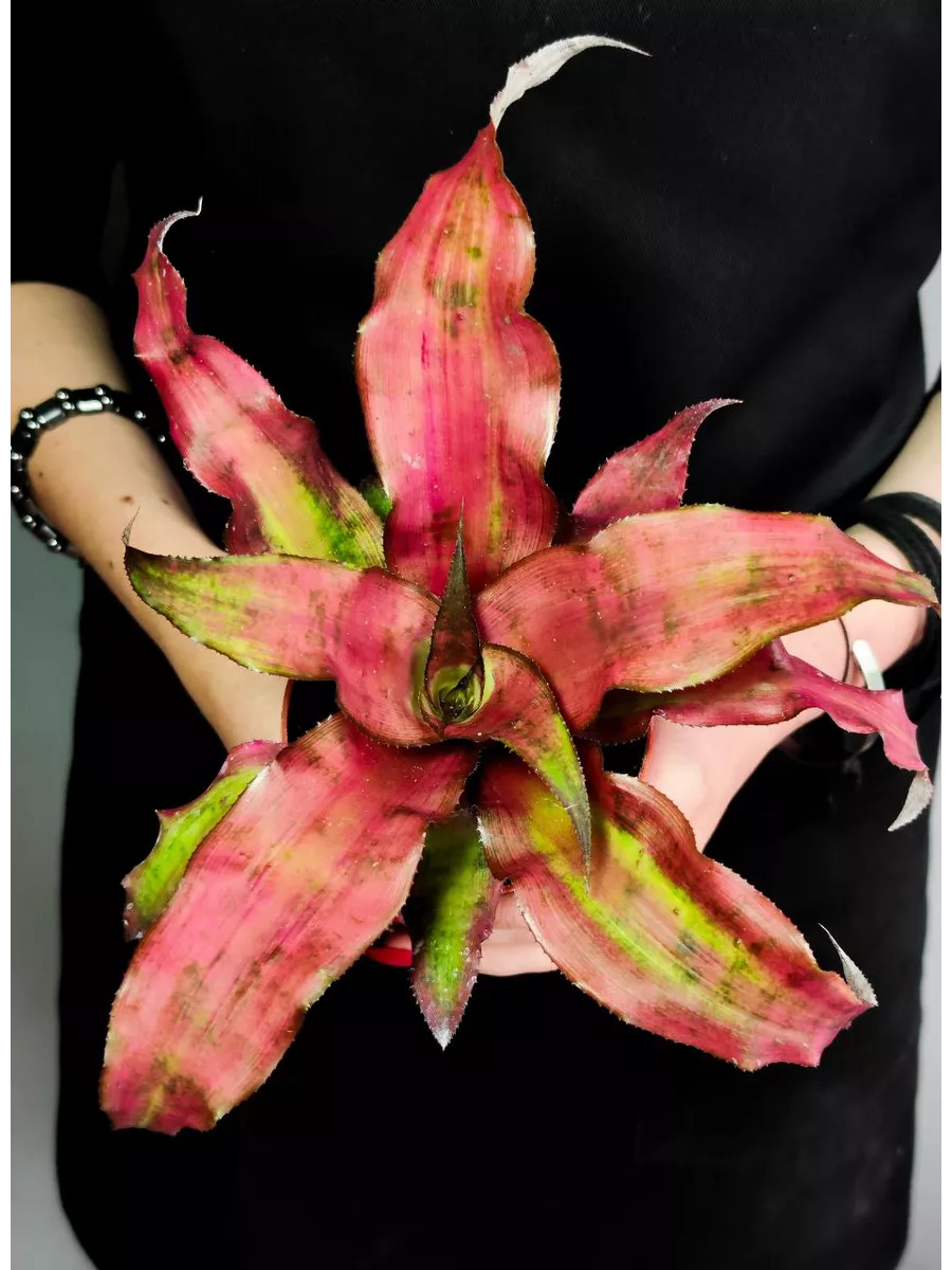 Криптантус Клубничный Фламбе (Cryptanthus Strawberry Flambee) D9см