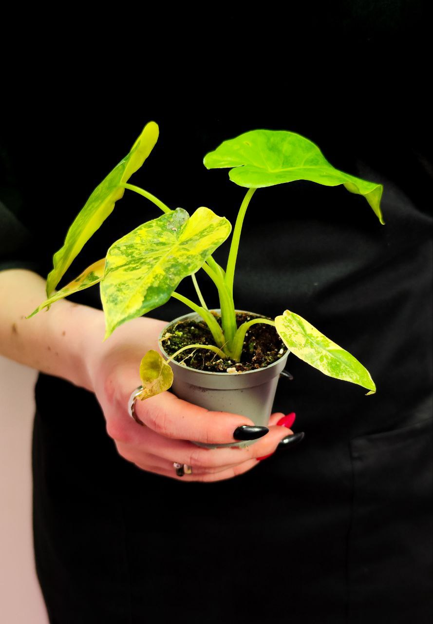 Алоказия Макрориза Аурэа Вариегатная (Alocasia Macrorrhiza Aurea Variegata) D6см