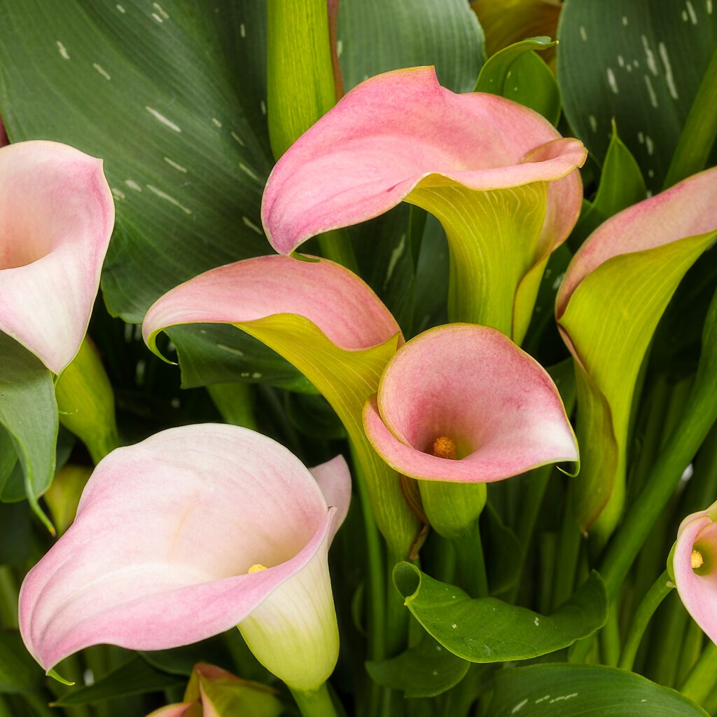 Зантедеския Розовая (Zantedeschia Pink) D12см
