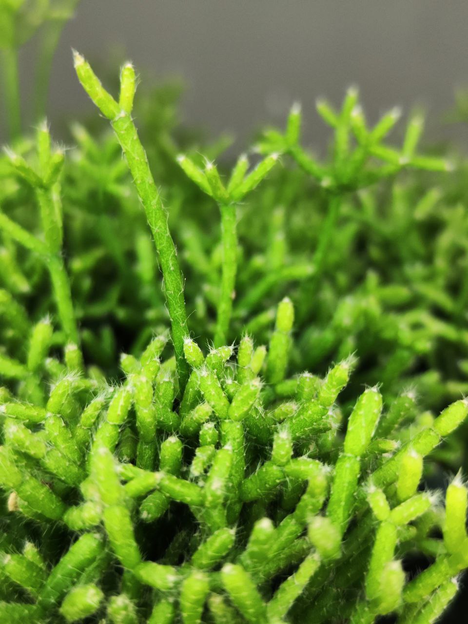 Рипсалис Цереускула (Rhipsalis Cereuscula) D5см
