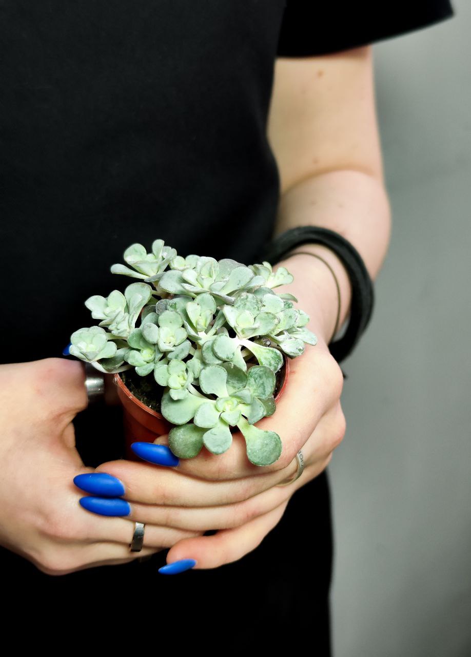 Седум Лопатчатолистный, или Пурпуреум (Sedum Purpureum) D5см