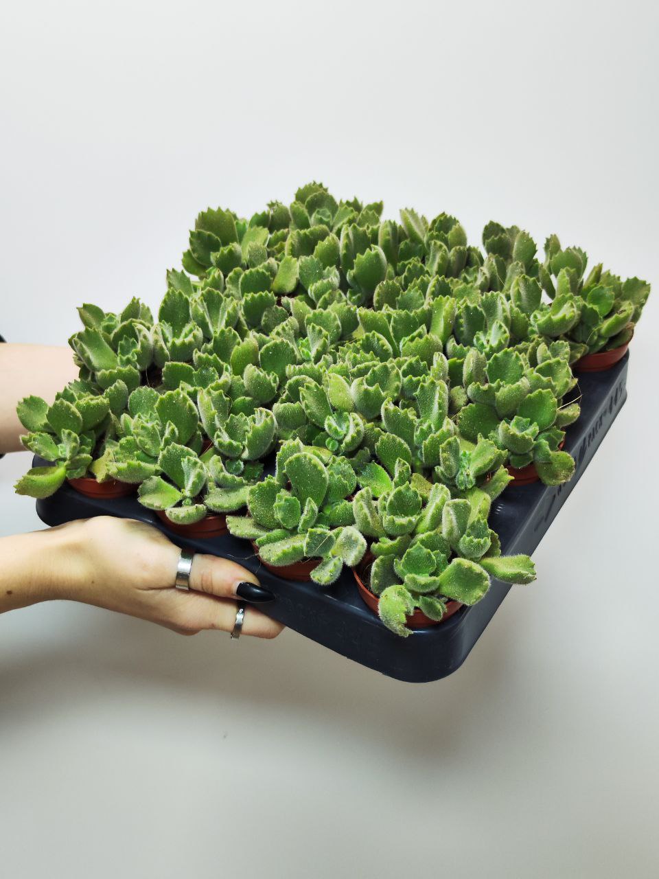 Котиледон Леди Смит (Cotyledon Ladismithiensis) D5см