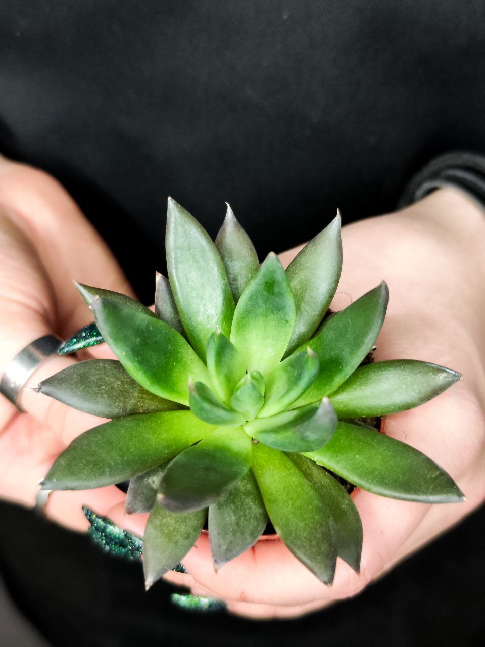 Эхеверия Блэк Поинт (Echeveria Black Point) D5см