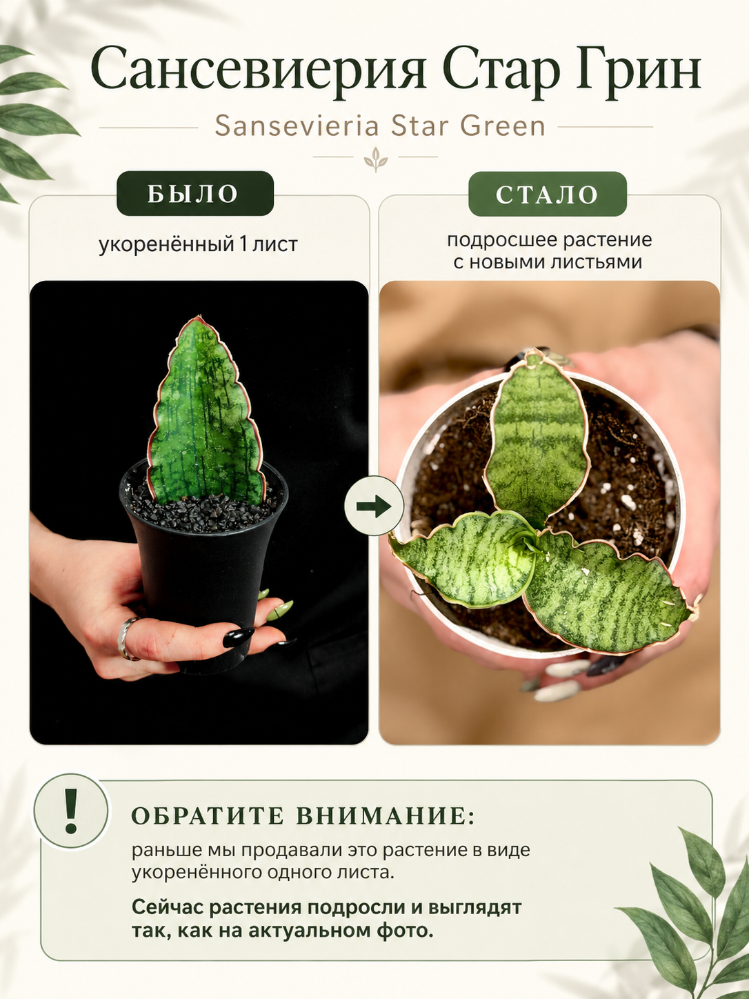 Сансевиерия Стар Грин, Мини Лист (Sansevieria Star Green) D7,5см