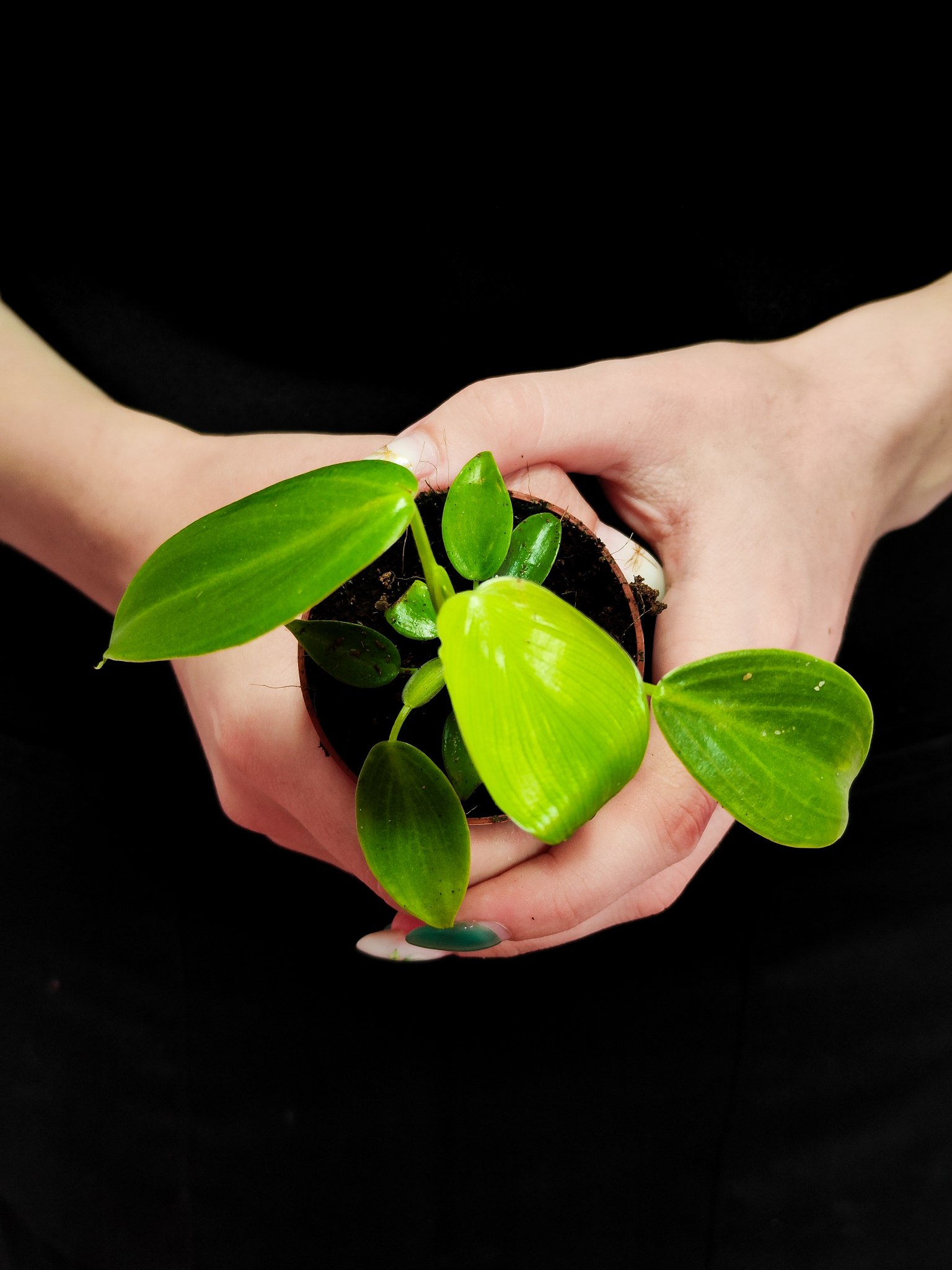 Филодендрон Питтьери (Philodendron Pittieri) D6см