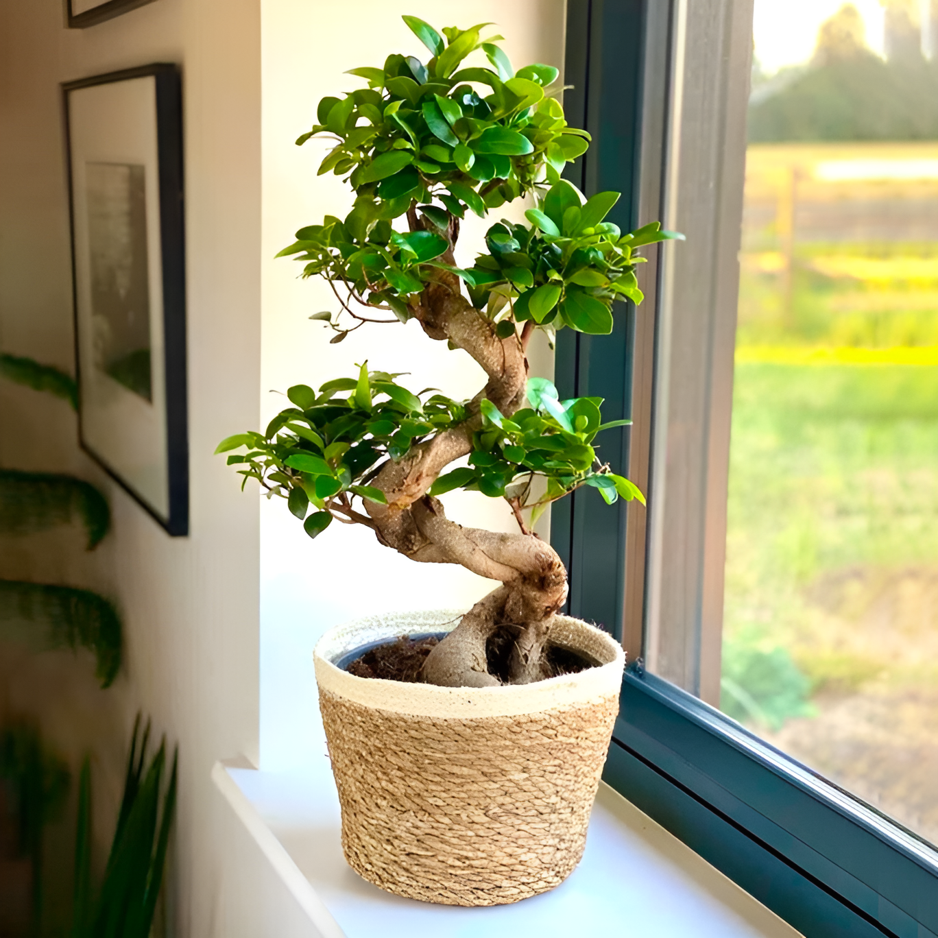Бонсай Извилистый Фикус (Bonsai Ficus Microcarpa) в керамическом кашпо