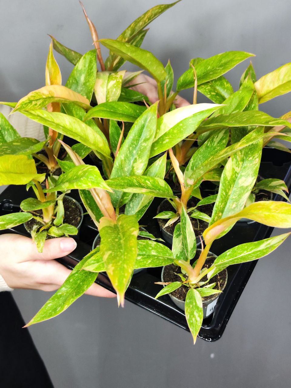 Филодендрон Вариегатный Нэрроу Эскейп Ринг Оф Файер (Philodendron Narrow Ring of Fire) D6см