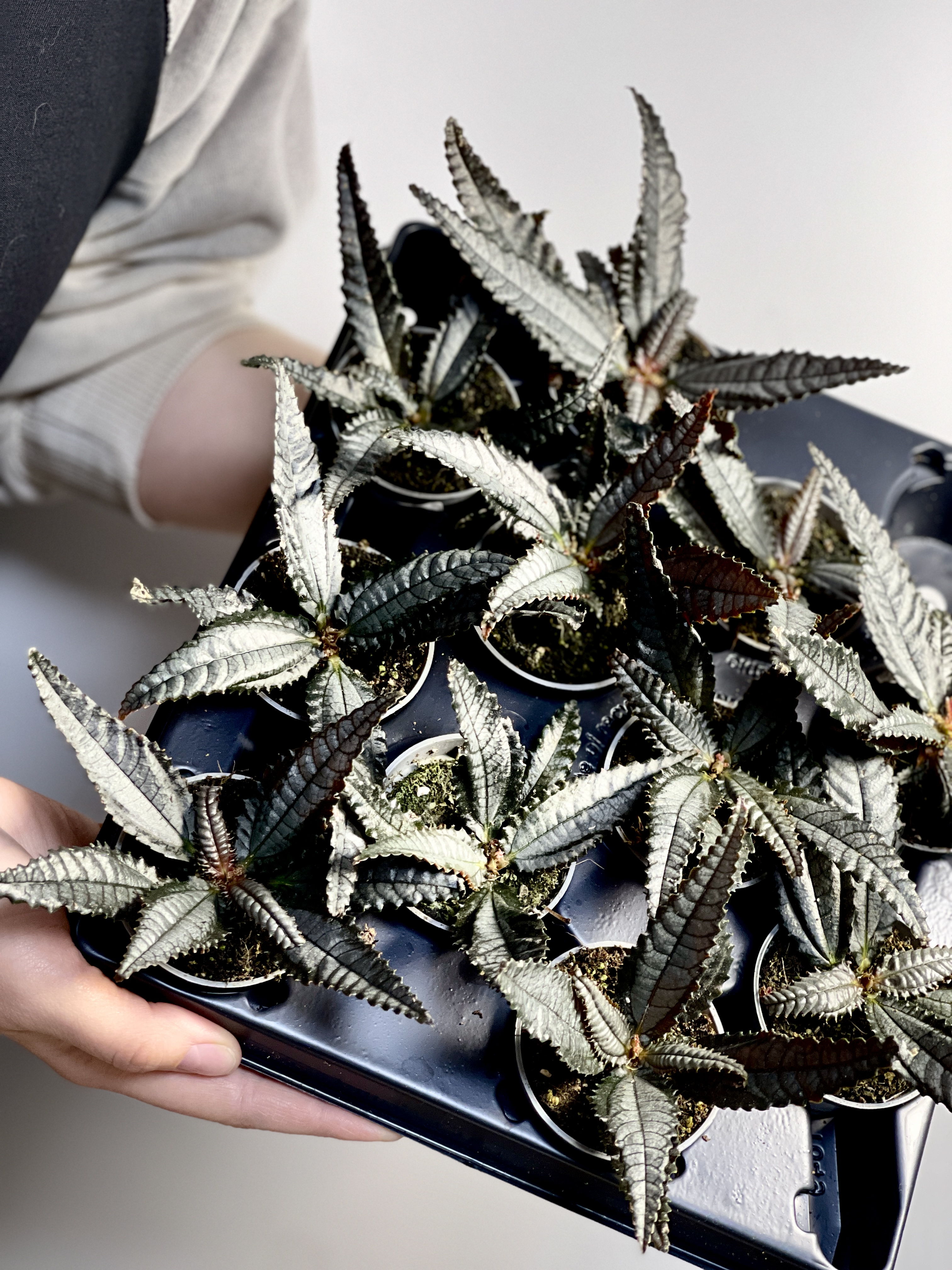 Пилея Хичкока (Pilea Hitchcockii) D6cм