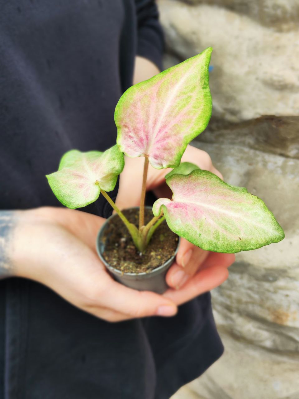 Каладиум Макулатум (Caladium Maculatum) D6см