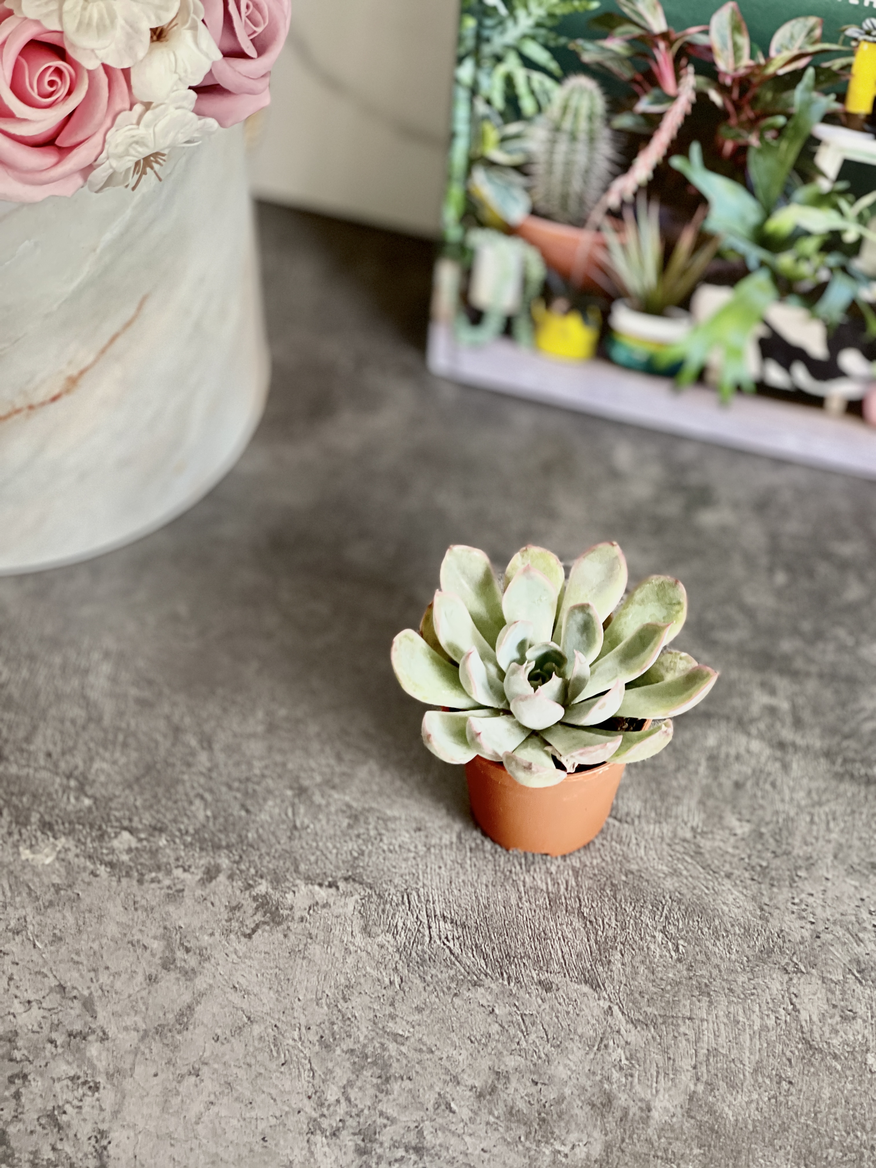 Эхеверия Пулидонис (Echeveria Pulidonis) D5см