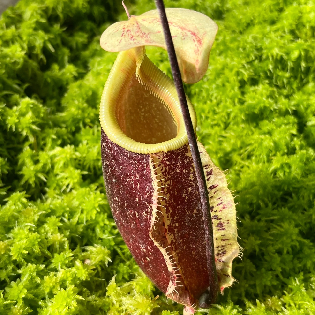 Непентес Суки, или Непентес Сюки (Nepenthes Suki) D9см