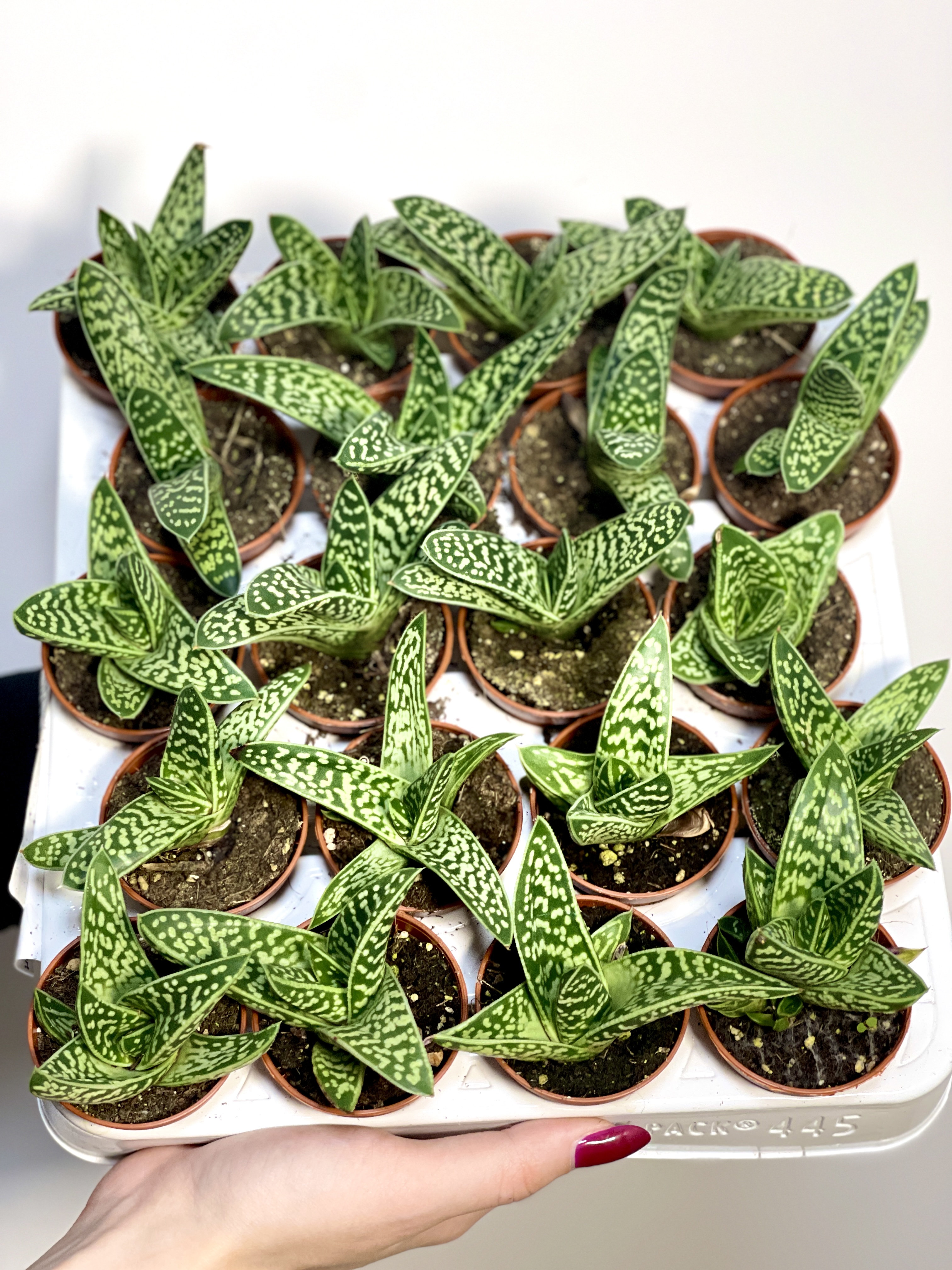 Алоэ Пестрое Мэджик (Aloe Variegata Magic) D5см
