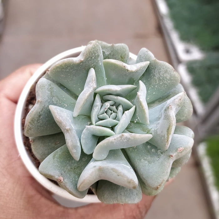 Эхеверия Риниони (Echeveria Runyonii) D5см
