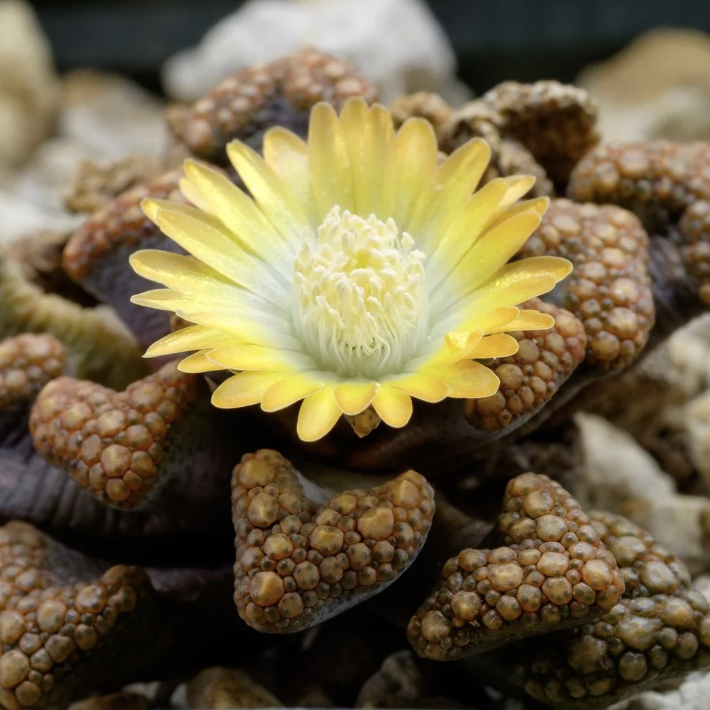 Титанопсис Хуго-Шлехтери (Titanopsis Hugo-Schlechteri) D5см