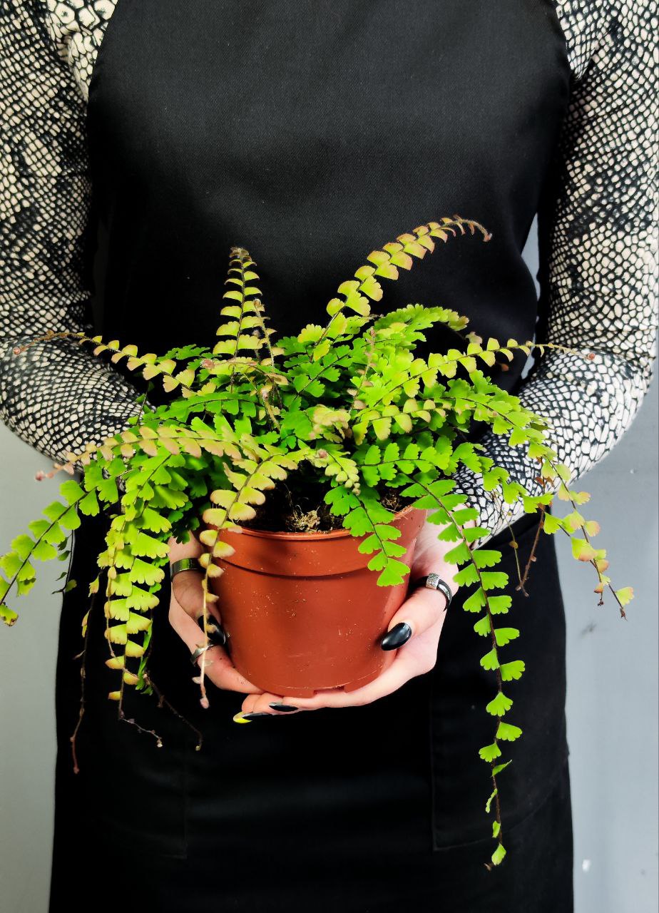 Папоротник Адиантум Хвостатый (Adiantum Caudatum) D12см