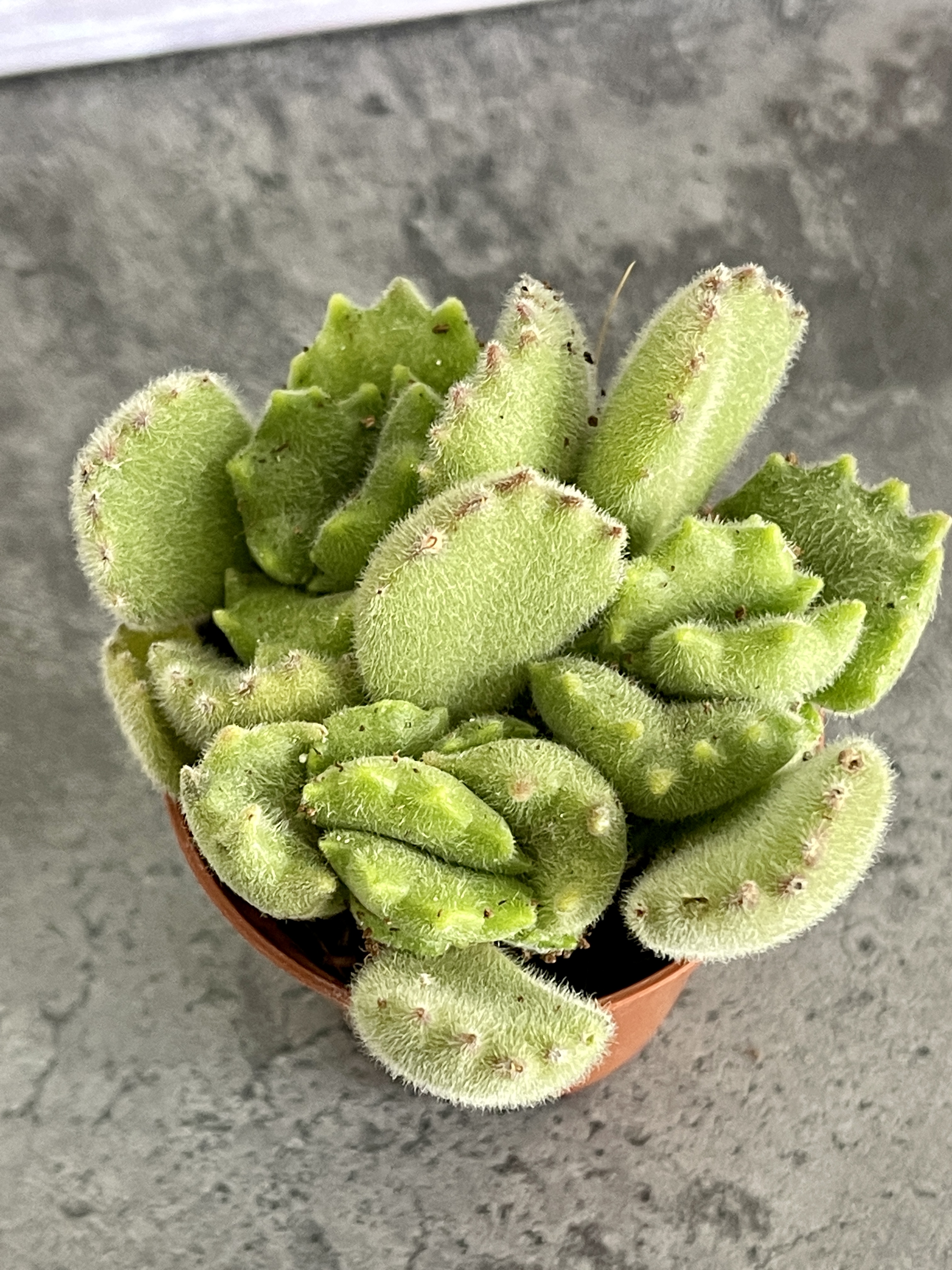 Котиледон Войлочный, или  Медвежьи Лапки (Cotyledon Tomentosa) D5см