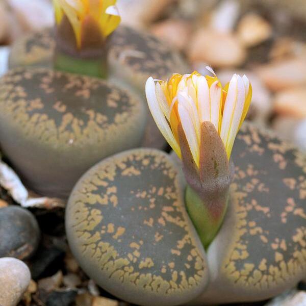 Буро - Коричневые Литопсы Аукамп (Lithops Aucampiae) D5см
