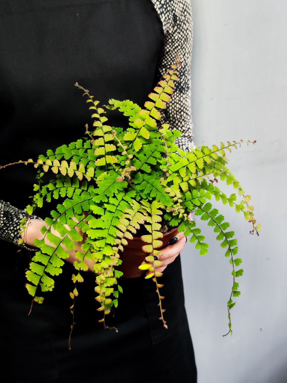 Папоротник Адиантум Хвостатый (Adiantum Caudatum) D12см