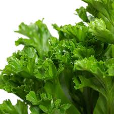 Папоротник Асплениум Лесли (Asplenium Antiquum Leslie) D11см