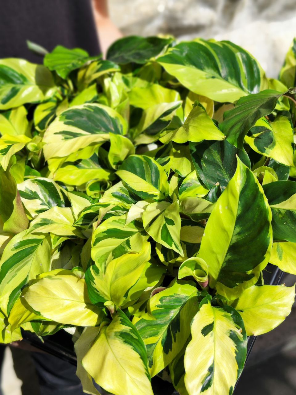 Калатея Йеллоу Фьюжин (Calathea Yellow Fusion) D6см