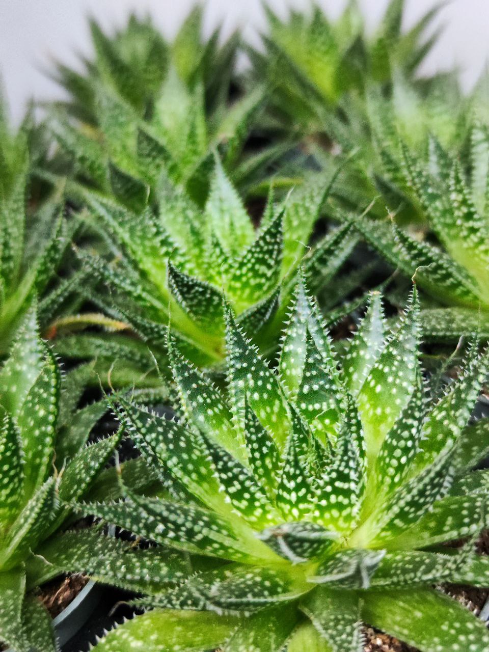 Алоэ Остистое (Aloe Aristata) D5см