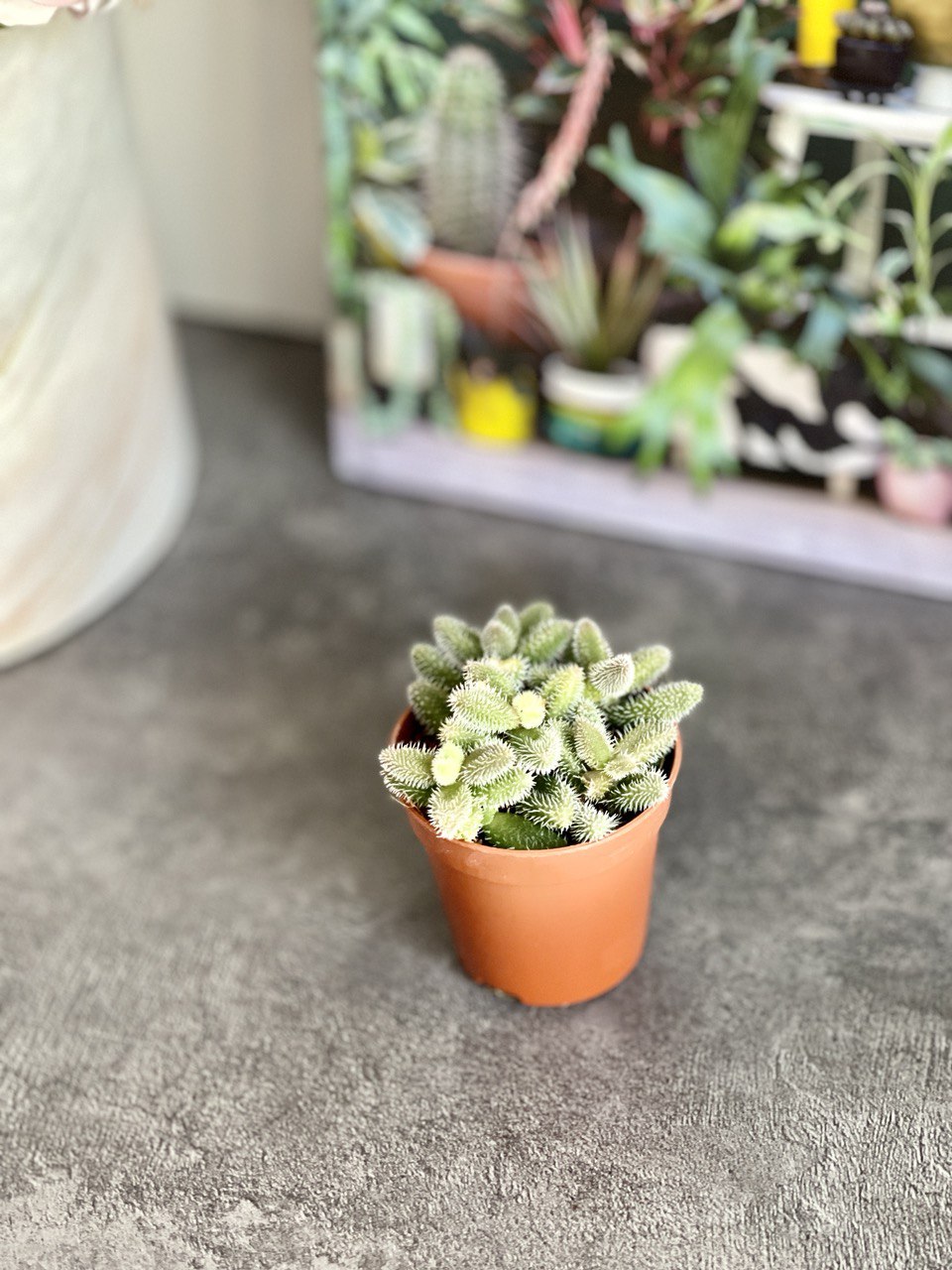 Делосперма Эхинатум (Delosperma Echinatum) D5см