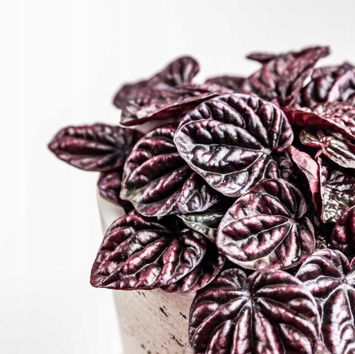Пеперомия Каперата Ред Луна (Peperomia Caperata Luna Red) D8см