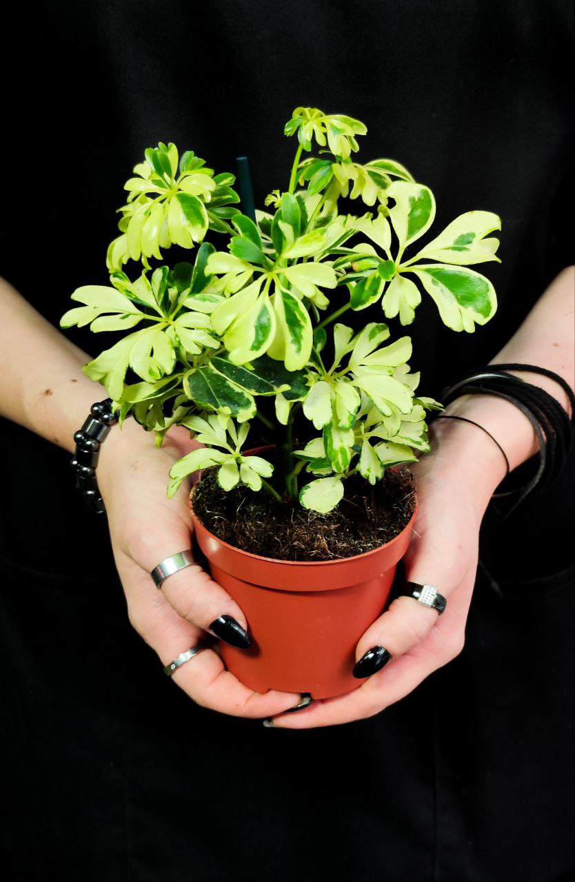 Шеффлера Арборикола Жанин (Schefflera Arboricola Janine) D9см