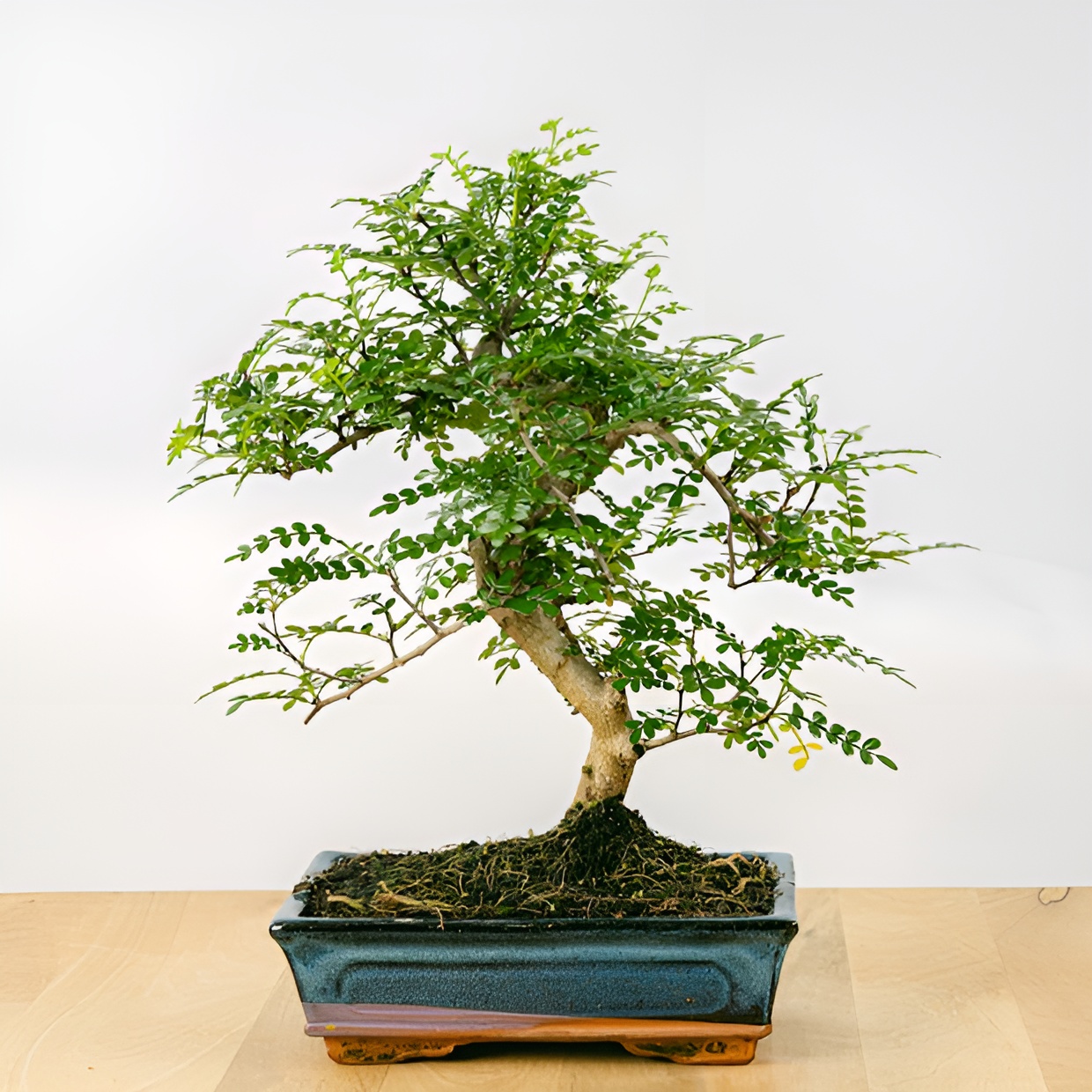 Бонсай Зантоксилум, Желтодревесник Извилистый (Bonsai Zanthoxylum)