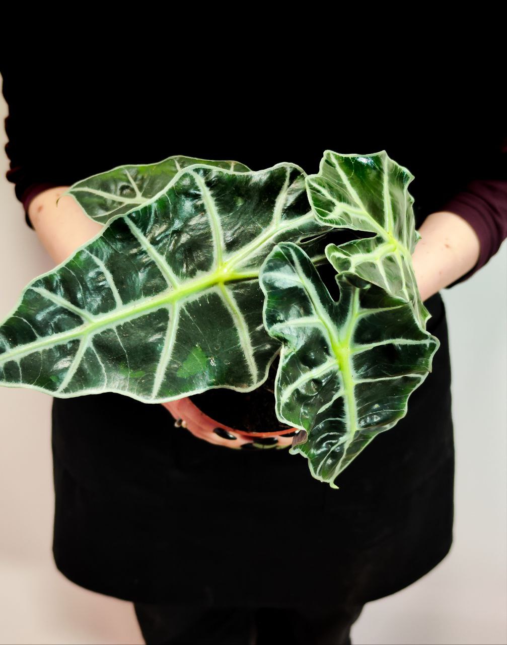 Алоказия Амазоника Полли (Alocasia Amazonica Polly) D12см