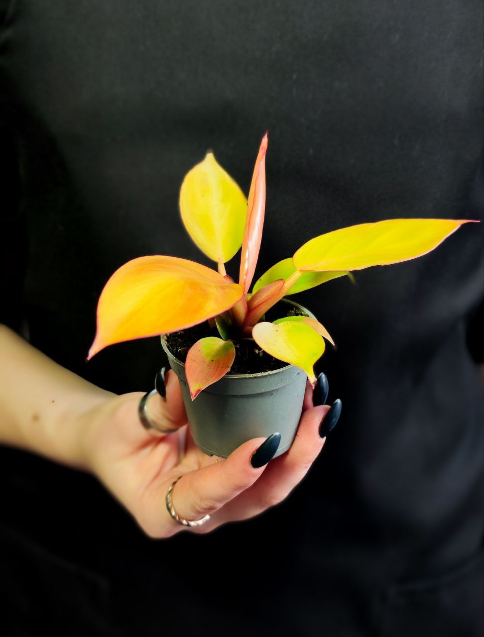 Филодендрон Принц Оранж (Philodendron Prince of Orange) D6см