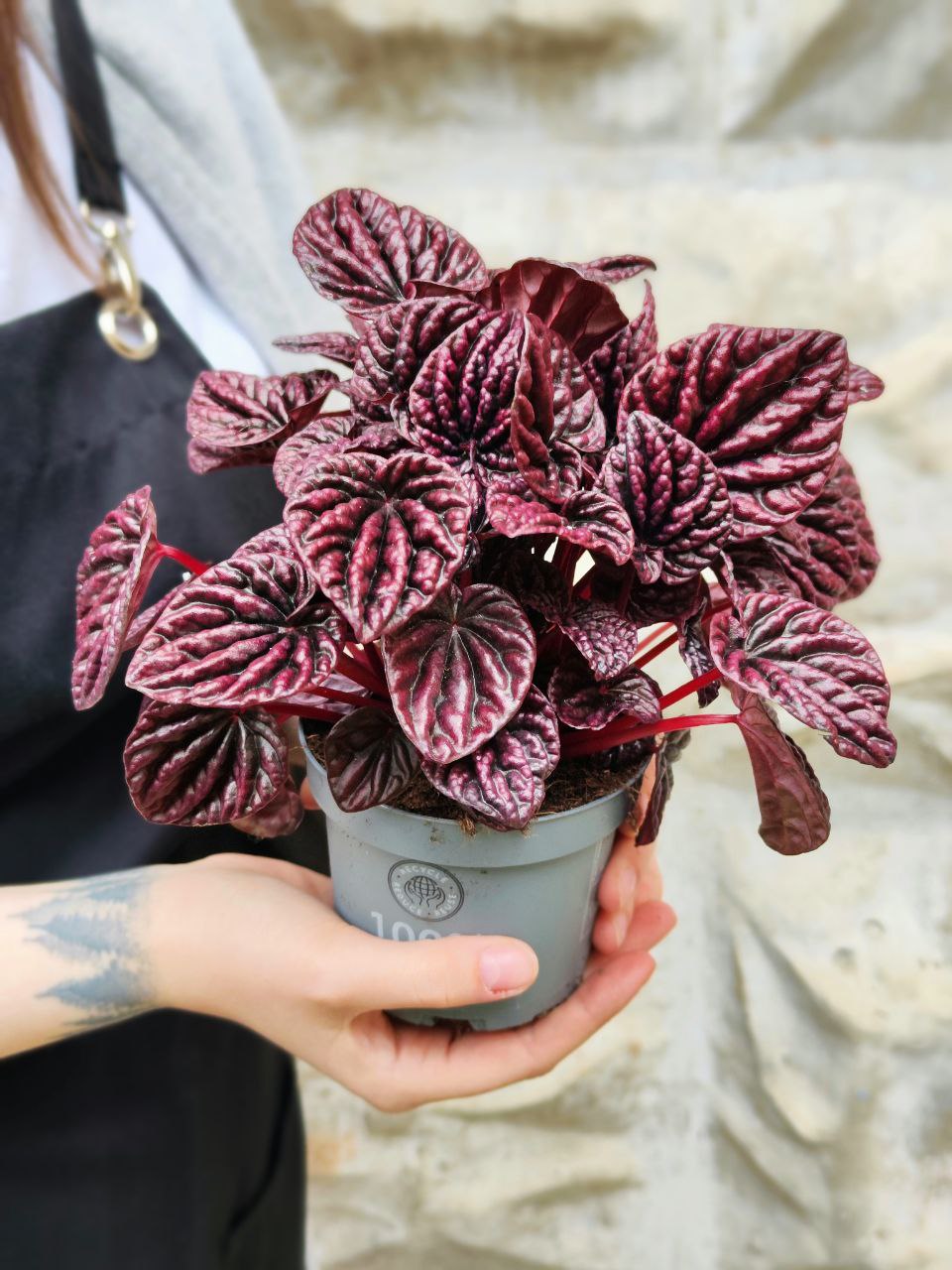 Пеперомия Каперата Ред Луна (Peperomia Caperata Red Luna) D11см