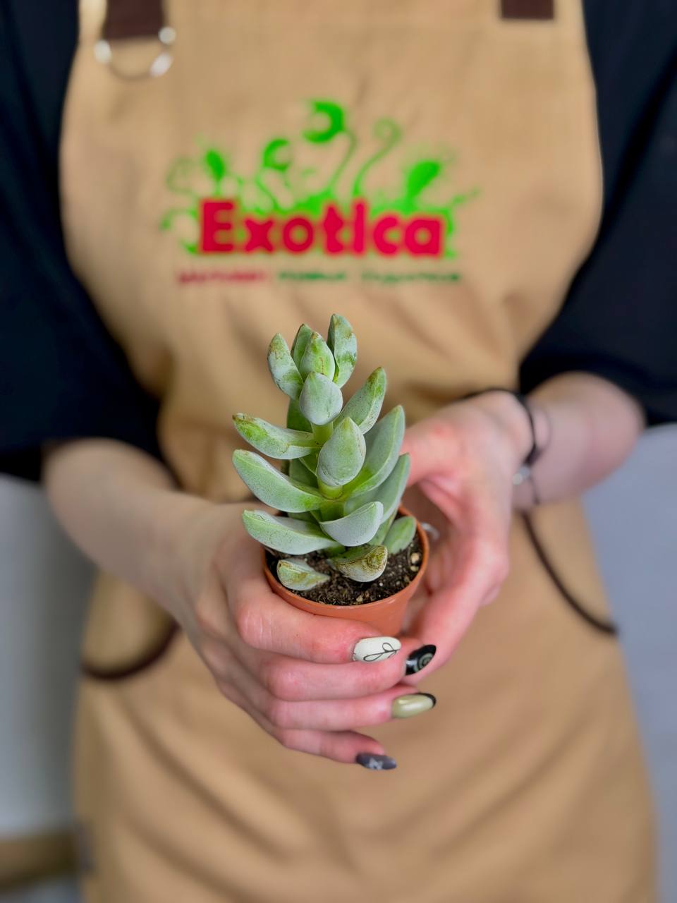 Крассула Мунглоу, или Лунное Свечение (Crassula Moonglow) D5cм