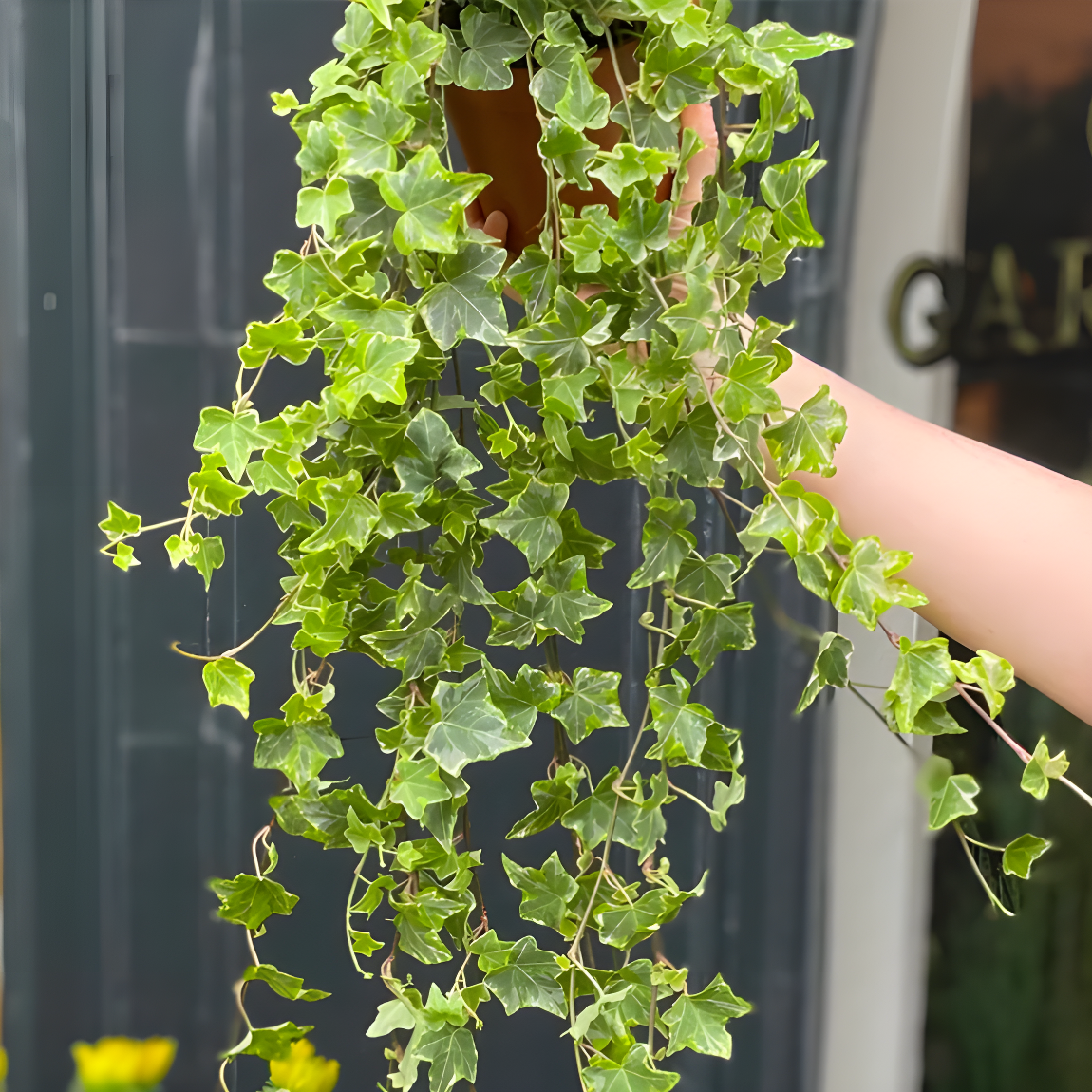 Хедера Хеликс Вариегата Йеллоу (Hedera Helix Variegata Yellow) D6см