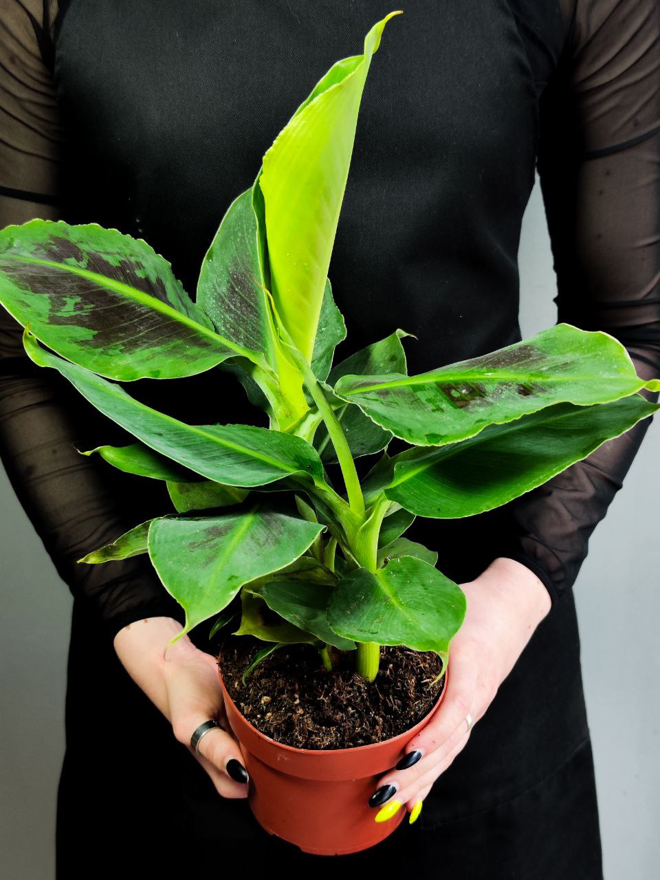 Комнатное Растение Банан (Musa Acuminata) D12см