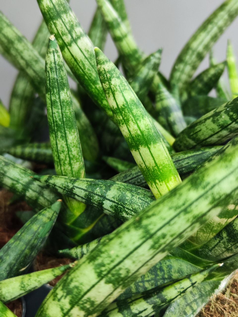 Сансевиерия Цилиндрика Бонцелленсис (Sansevieria Boncellensis) D6см