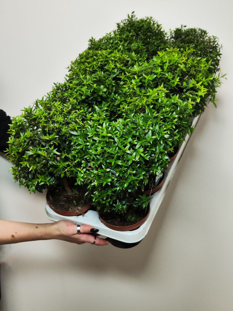 Мирт Комнатный (Myrtus Communis On Stem) D12см