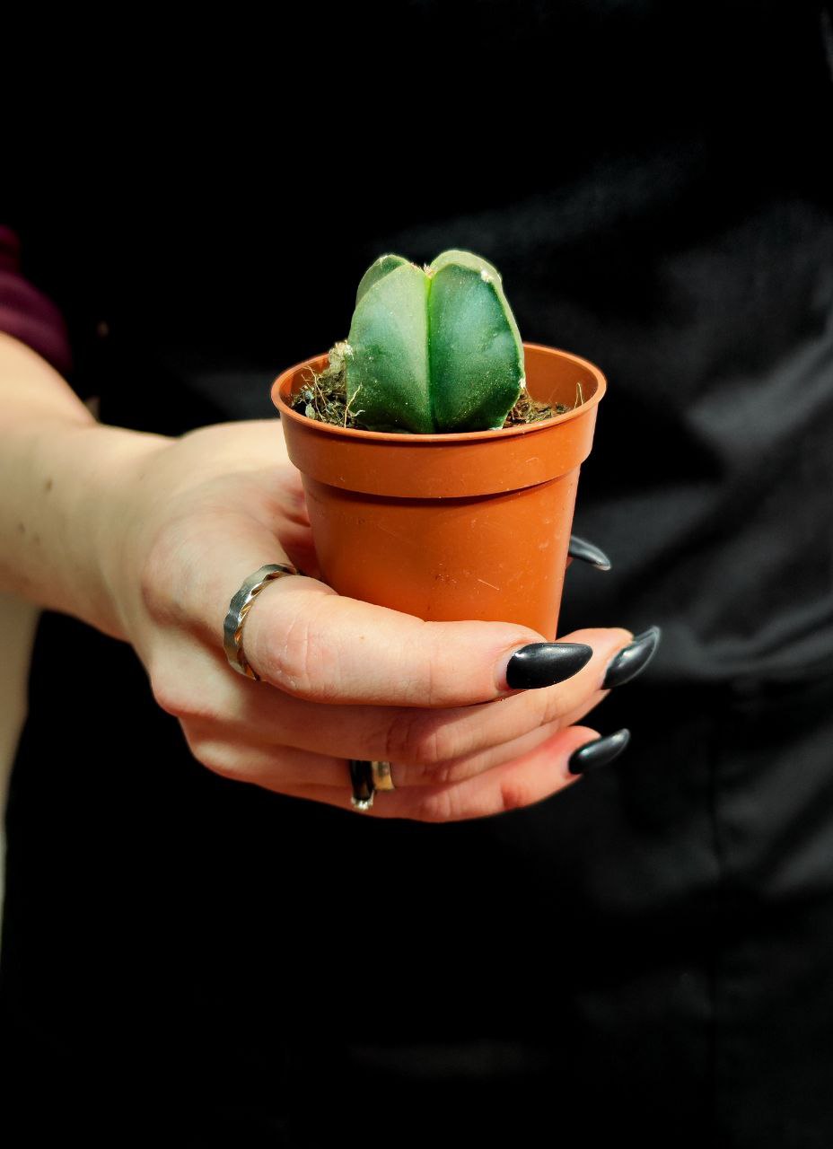 Астрофитум Мириостигма Нудум Квадрикостатум (Astrophytum Myriostigma Nudum Quadricostatum) D5см