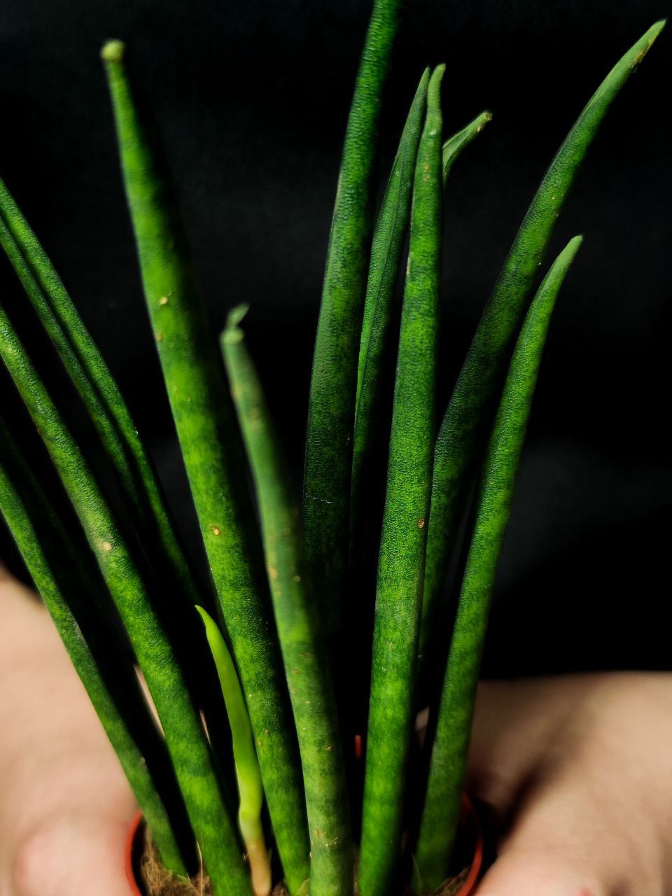 Сансевиерия Бакуларис Микадо (Sansevieria Bacularis Mikado) D6см
