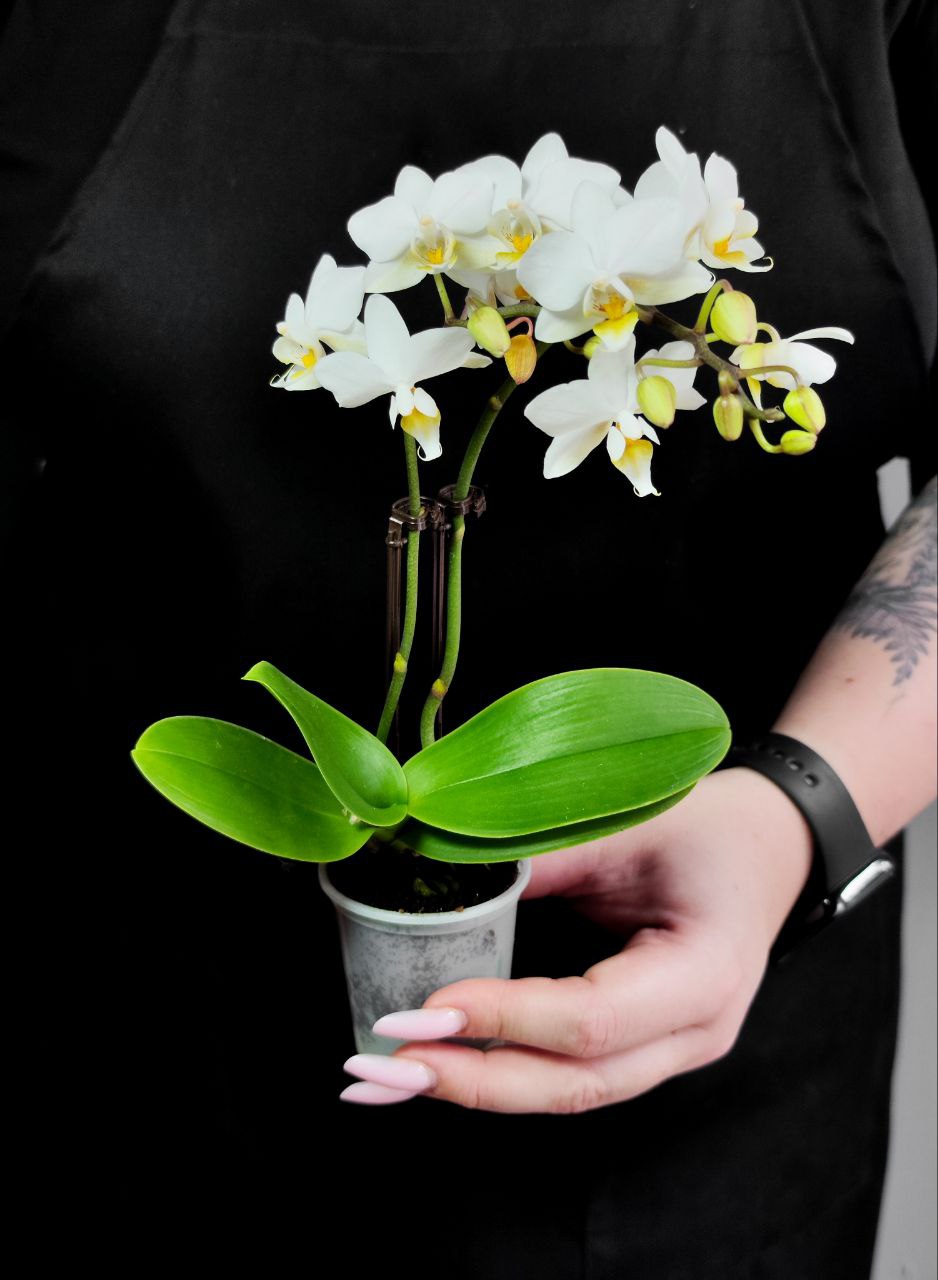 Орхидея Фаленопсис Мини Вайт (Phalaenopsis Multiflora White) D6см