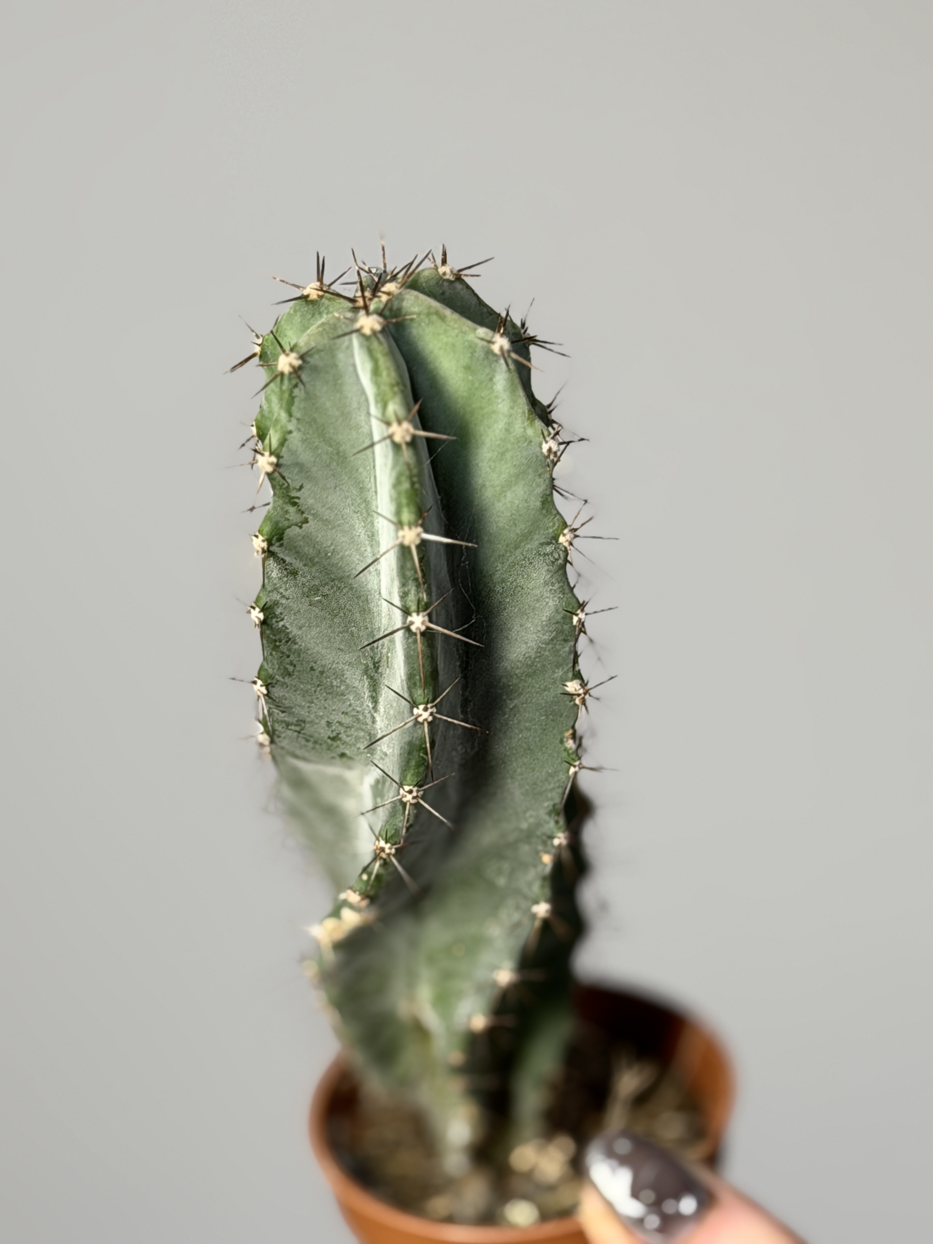 Кактус Лемэроцереус Спиралевидный (Cactus Lemaireocereus Spiral) D5см
