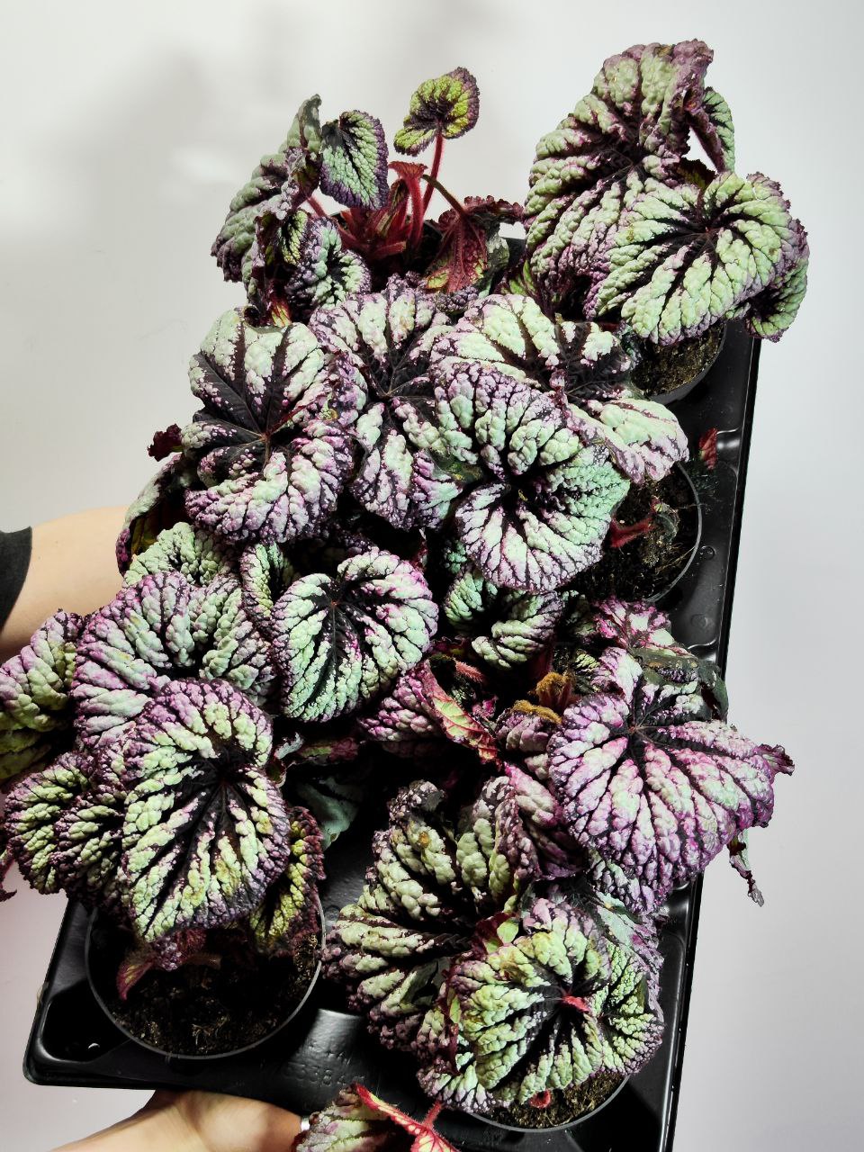 Бегония Рекс Файерворкс (Begonia Rex Fireworks) D12см