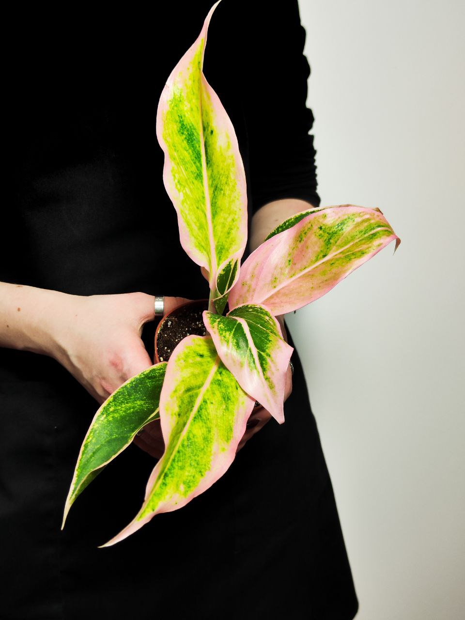 Аглаонема Липстик Пинк (Aglaonema Lipstick Pink) D9см