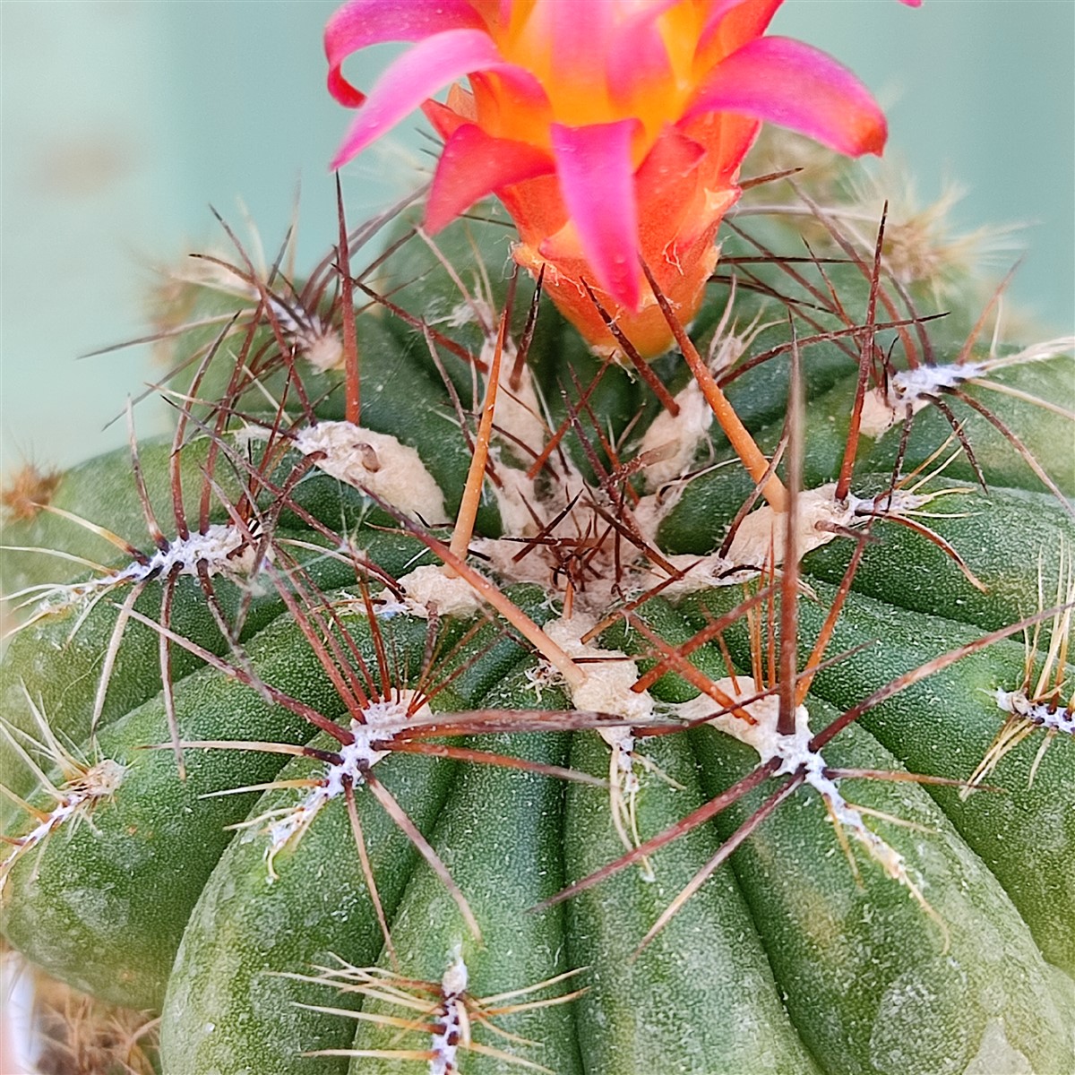 Кактус Матукана Польци (Cactus Matucana Polzii) D5см