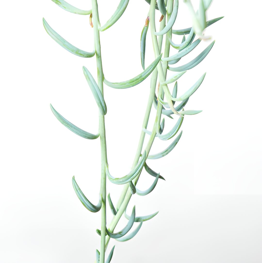 Крестовник "Рыболовные Крючки" (Senecio String of Fishhooks) D8,5см